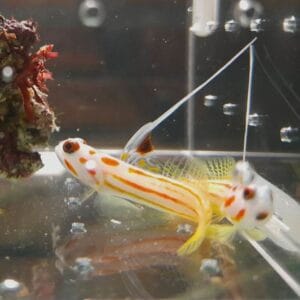 Yasha shrimp goby (Stonogobiops yasha)