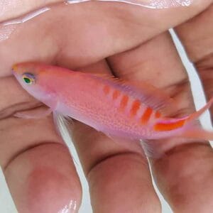 Lori's anthias (Pseudanthias lori)