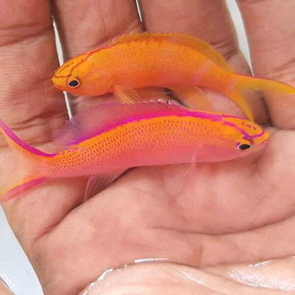 Sunset anthias (Pseudanthias parvirostris)