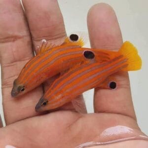 Swales swissguard basslet (Liopropoma swalesi)