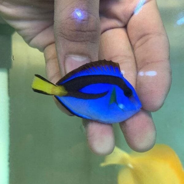 Blue tang (Paracanthurus hepatus)