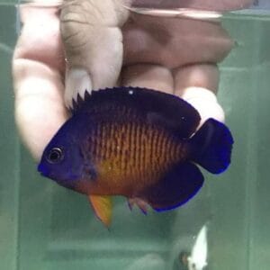 Pesce angelo della bellezza dei coralli (Centropyge bispinosa)