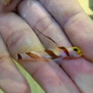 Dracula goby (Stonogobiops dracula)