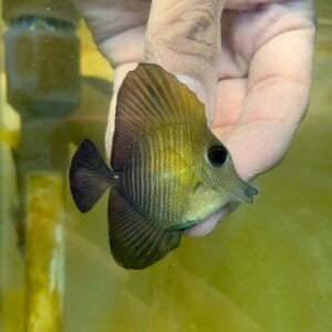 Scopas tang (Zebrasoma scopas)