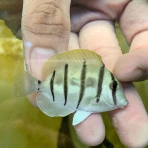 Convict tang (Acanthurus triostegus)