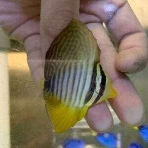 Desjardini sailfin tang (Zebrasoma desjardinii)