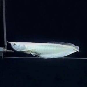 Arowana d'argento platino