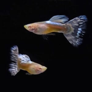 Albino Saddleback White Mosaic Guppy