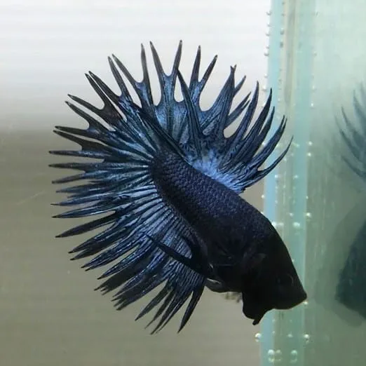 Steel Blue Crowntail Betta