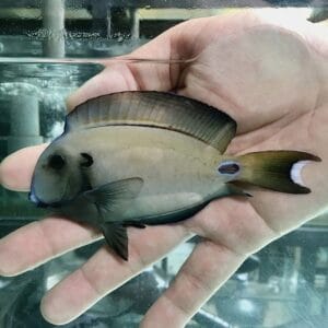 Lieutenant tang (Acanthurus tennenti)