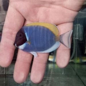 Púderkék tang (Acanthurus leucosternon)