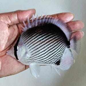 Aberrant Black Back Butterflyfish