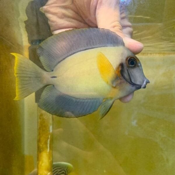 Chocolate surgeonfish (Acanthurus pyroferus)