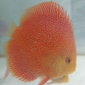 Rød Panthera Discus