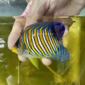 Regal angelfish (Pygoplites diacanthus)