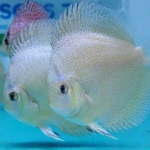 Pantera branca Discus