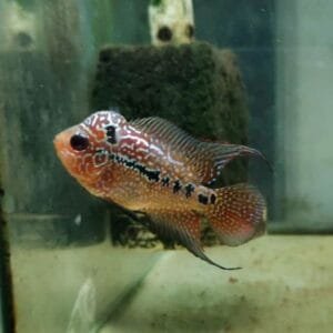 Zen Zhu Flowerhorn