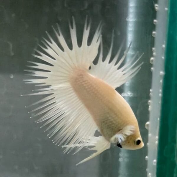 Platinum Crowntail Betta