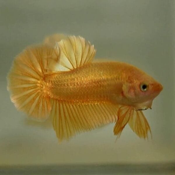 Gold Halfmoon Plakat Betta