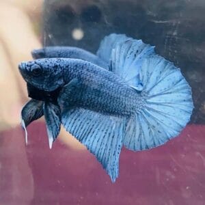 Steel Blue Halfmoon Plakat Betta