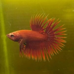 Κόκκινο Betta Crowntail