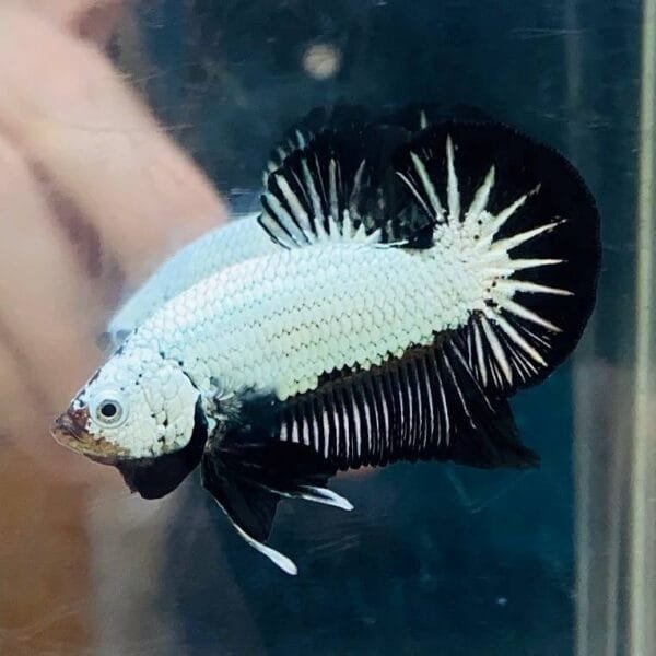 Black Dragon Halfmoon Plakat Betta