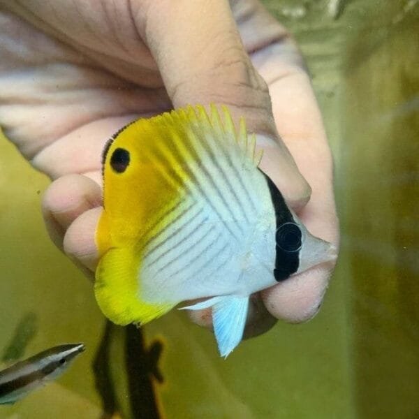 Threadfin butterflyfish (Chaetodon auriga)