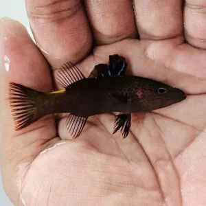 Blackish soapfish (Belonoperca chabanaudi)