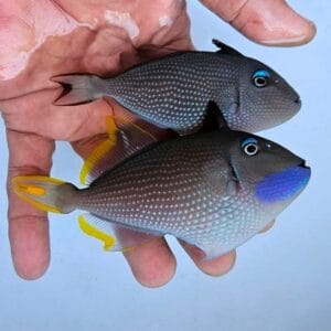 Blue throat triggerfish (Xanthichthys auromarginatus)