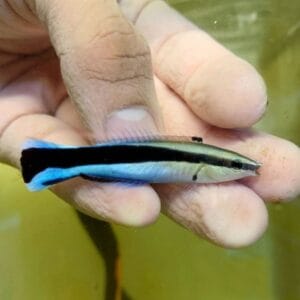 Bluestreak cleaner wrasse (Labroides dimidiatus)