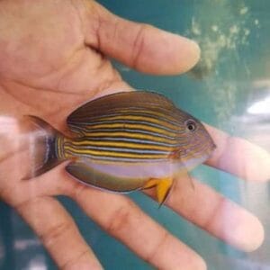 Clowntång (Acanthurus lineatus)