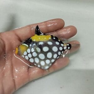 Clown triggerfish, (Balistoides conspicillum)