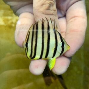 Eight banded Butterflyfish (Chaetodon octofasciatus)