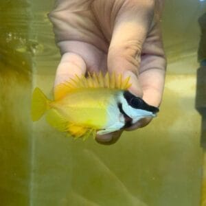 Foxface rabbitfish (Siganus vulpinus)