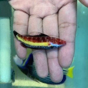 Naoko's fairy wrasse (Cirrhilabrus naokoae)