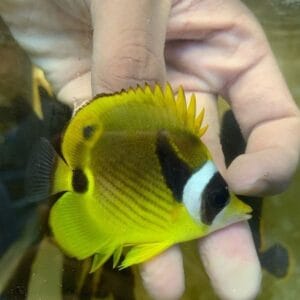 Raccoon butterflyfish (Chaetodon lunula)