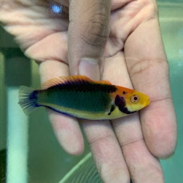 Red eye wrasse (Cirrhilabrus solorensis)