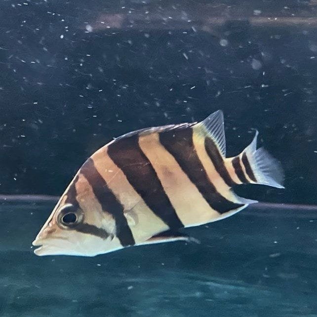 Indonesian Tigerfish Indonesian Tigerfish