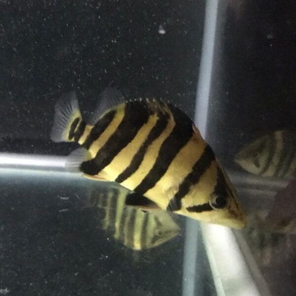 Indonesian tiger perch (Datnioides microlepis)