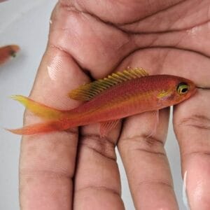 Yellowstripe slopefish (Symphysanodon katayamai)