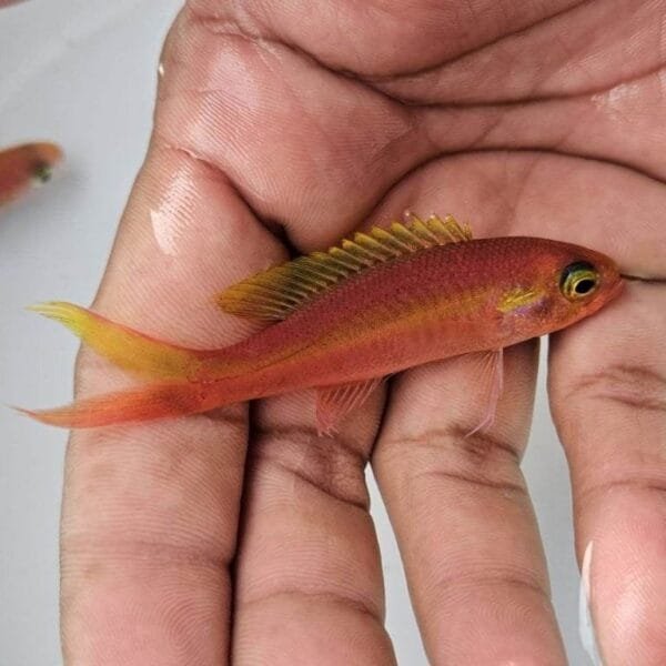 Yellowstripe slopefish (Symphysanodon katayamai)