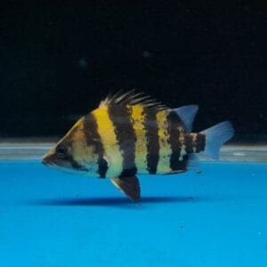 New Guinea tigerfish (Datnioides campbelli)