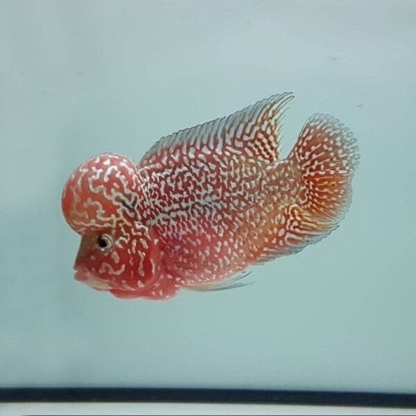 Kamfa Flowerhorn