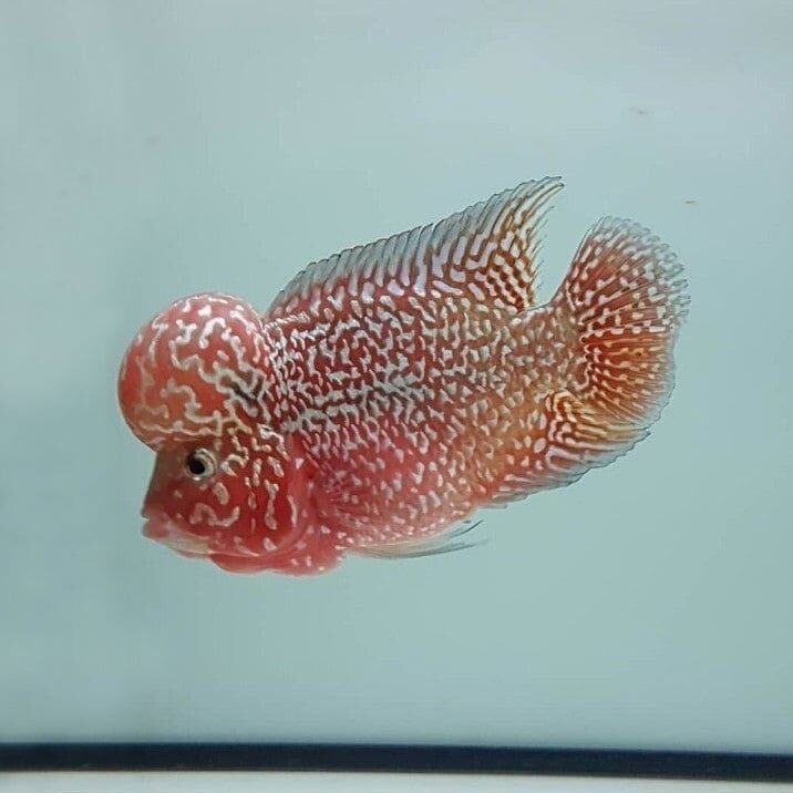 Kamfa Flowerhorn