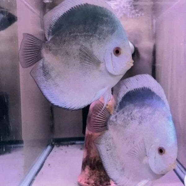 Blue Mercury Discus