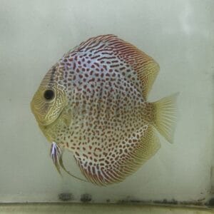 Leopard Snakeskin Discus