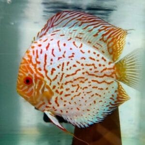 White Pigeon Discus