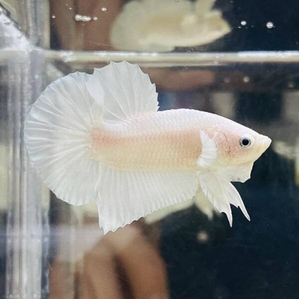 Platinum Halfmoon Plakat Betta