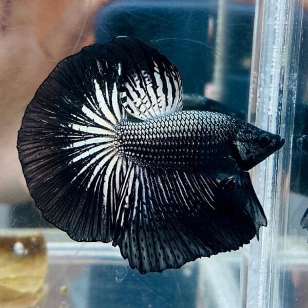 Black Copper Halfmoon Betta