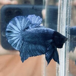 Ατσάλινο μπλε μαύρο κεφάλι Halfmoon Plakat Betta